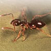 Ant