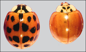 asianBeetles