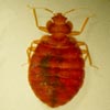 Ant