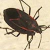 Ant