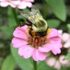 CarpenterBees