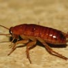 Cockroaches