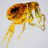 Fleas