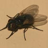 Flies