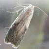 indianMealMoth