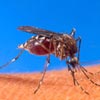 Mosquitoe