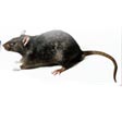 Rat