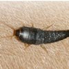 Silverfish