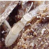 Termites