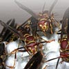 Wasps